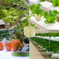 🌼 50 % RABATT NU! 🌼Jordlös odling av plantor