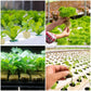 🌼 50 % RABATT NU! 🌼Jordlös odling av plantor