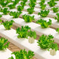 🌼 50 % RABATT NU! 🌼Jordlös odling av plantor