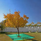 🌿 50% RABATT!🌿 Trädgårdspresenning 200 × 200 cm med 30 cm hål för beskärning – Skyddar ogräs, andningsbar & perfekt för fruktträd och buskar 🍎